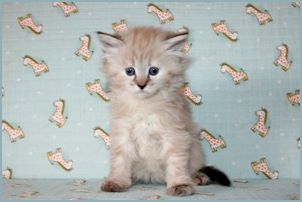 Female Siberian Kitten from Deedlebug Siberians